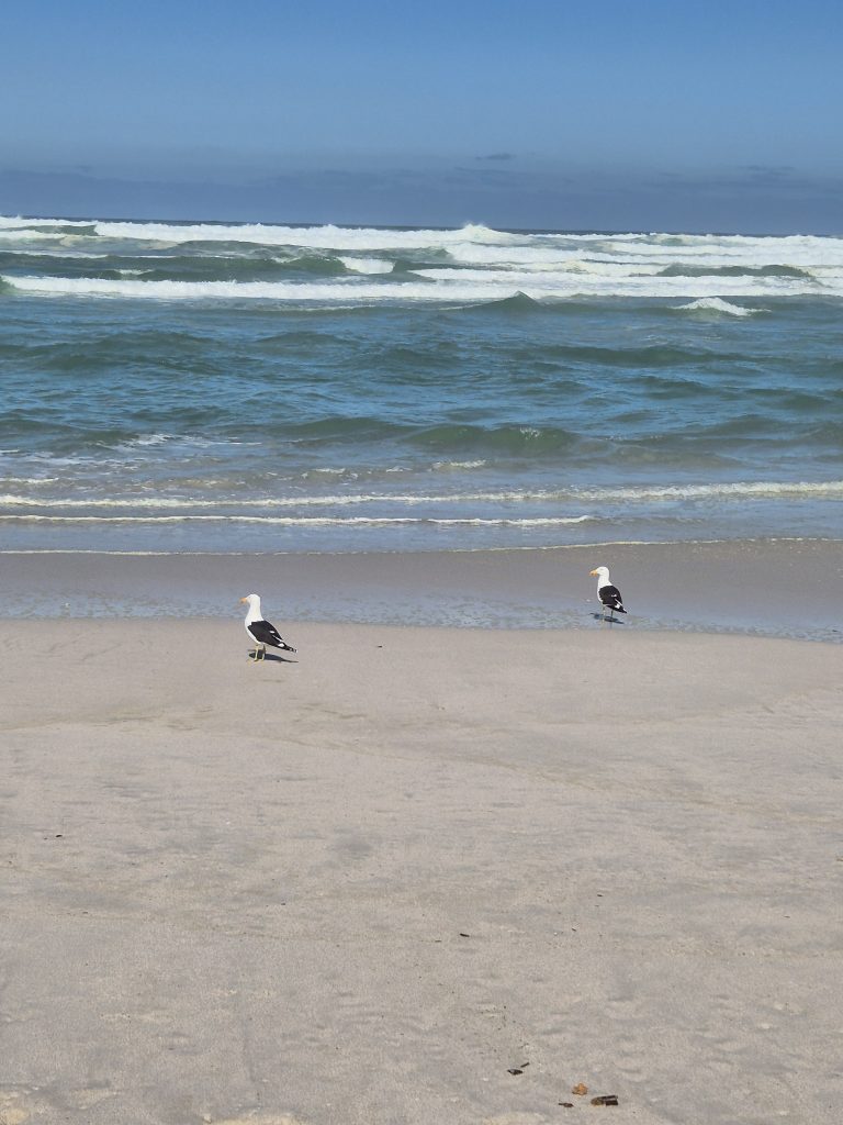 Beach with Penquins at Pearly Beach Beach with Penquins at Pearly Beach