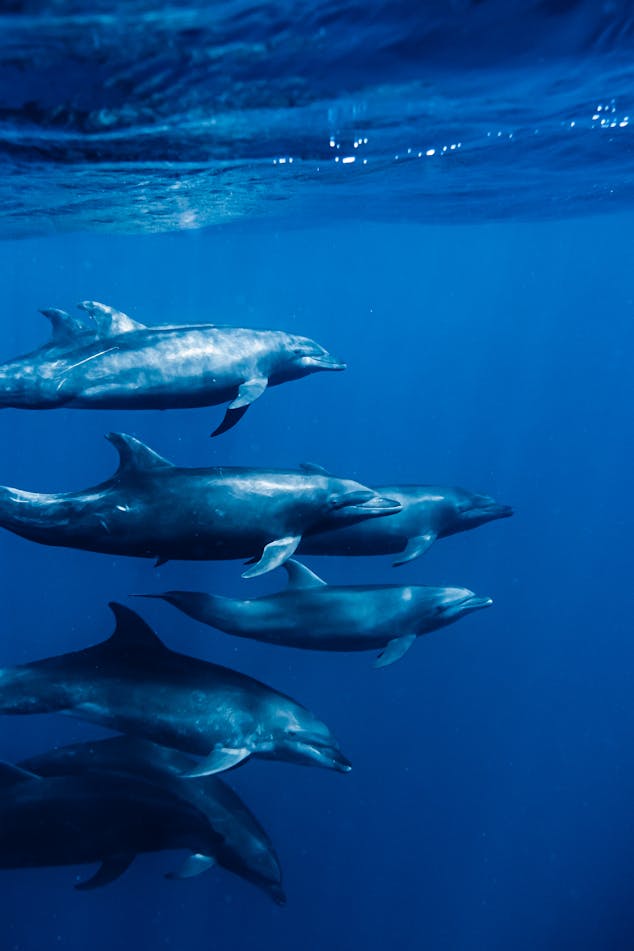 pexels-photo-26045508